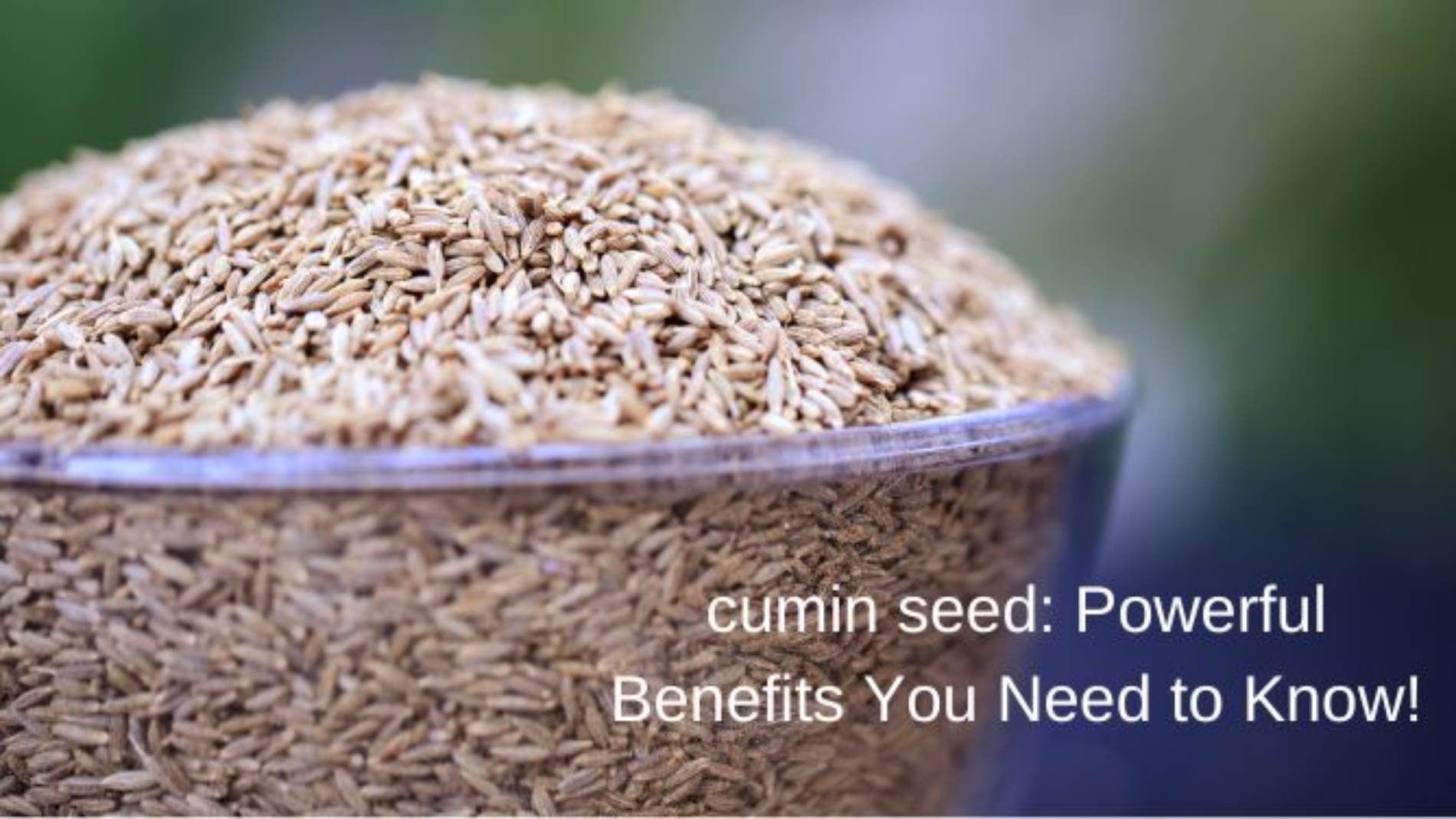 Cumin Seed Spice