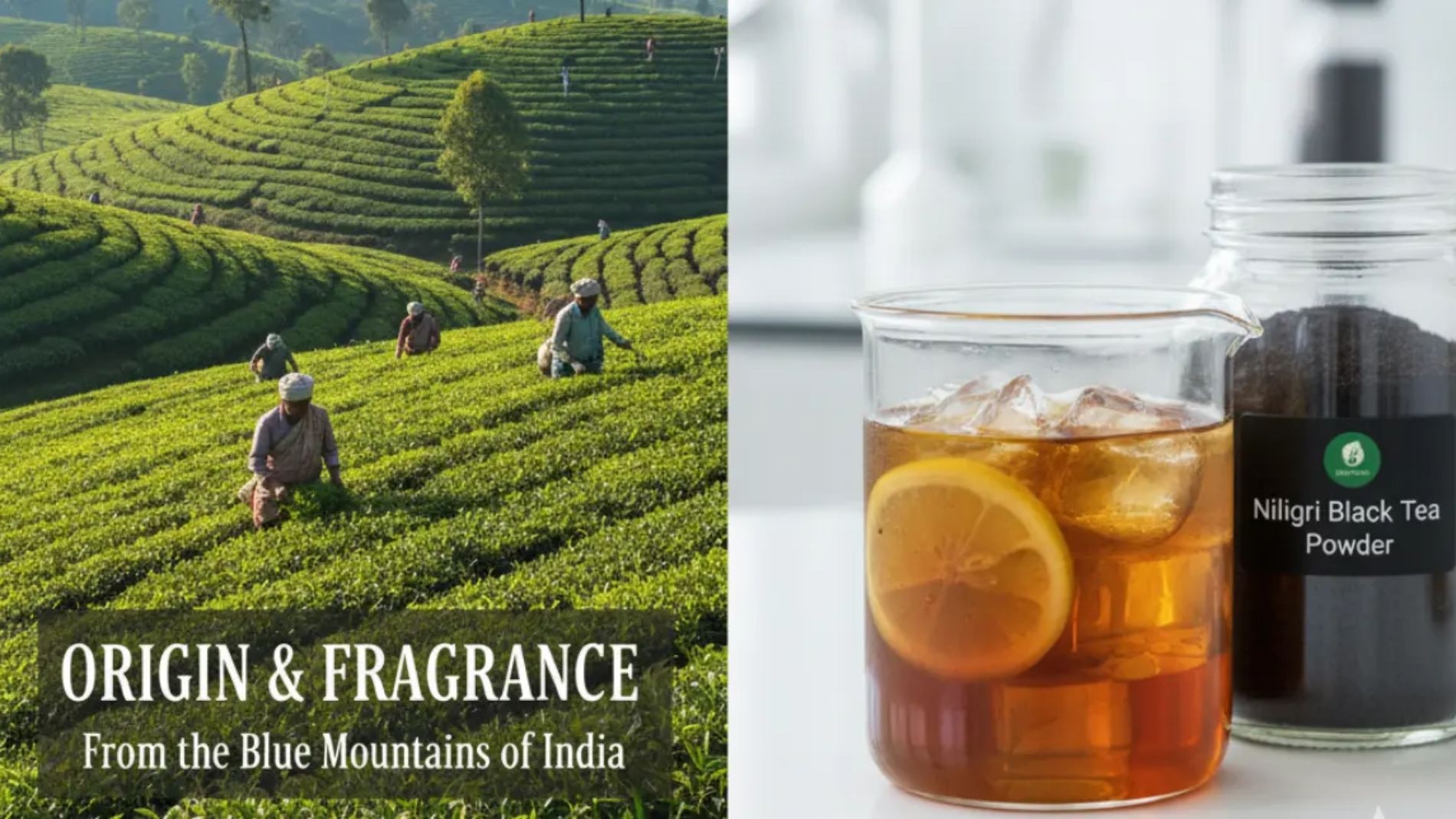 nilgiri black tea powder
