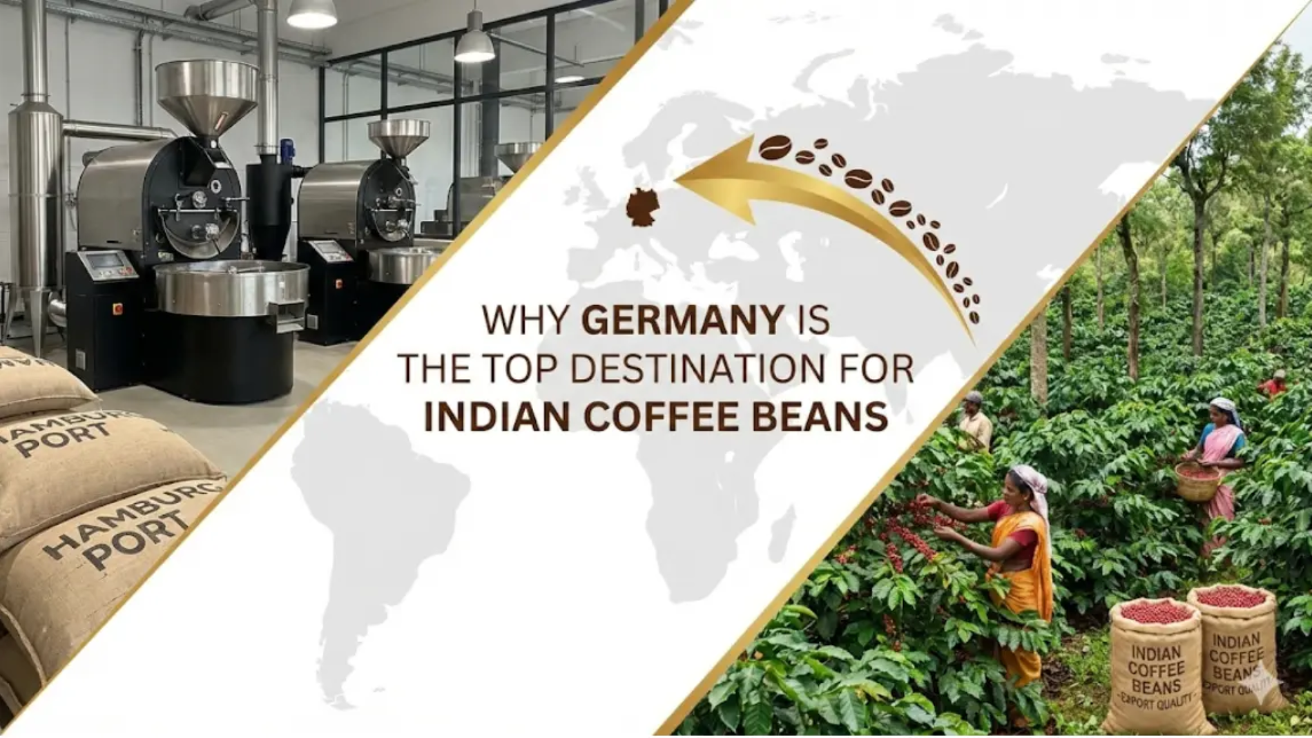 indian coffee beans